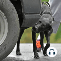 What can be learned from K9 Narcotics handling?