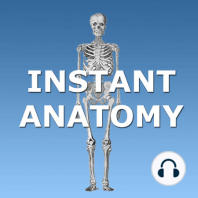 TH5 - Thoracic Inlet and First Rib