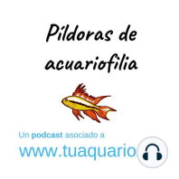 Pildoras de acuariofilia - Episodio 2. Ciclado del acuario