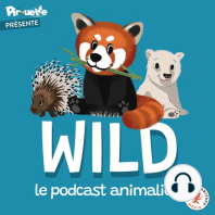 WILD EPISODE 51 : ZEBRES, HERISSONS, CHATS, GIRAFES ET COMPAGNIE !