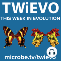 TWiEVO 43: Social evolution with a side of shrimp