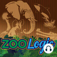 Zoos Preserving Endangered Island Iguanas