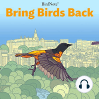 Can We Make Our Cities Safer For Birds?