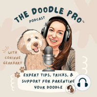 Advocate for Your Doodle Around Children: Even doodle mixes can bite a child, learn how to create a safe relationship between kids and your dog