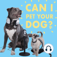 CIPYD 97: Miniature Schnauzers and An All-Dog Game Show