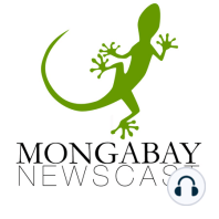 Mongabay Newscast #1: Panama's Barro Blanco Dam