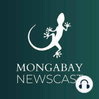 Mongabay Explores New Guinea: 'Ghosts of the rainforest'