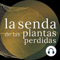 Los árboles que encendieron el mundo: Eucalyptus spp. {La Senda de las Plantas Perdidas}