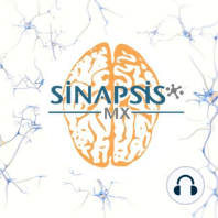 Sinapsis y funcionamiento de las neuronas
