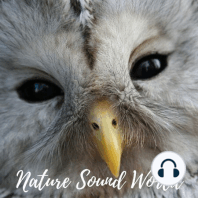 Warning call of female Eagle-Owl