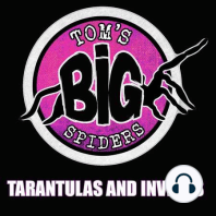 Tom's Big Spiders ... The Podcast! (Pilot)