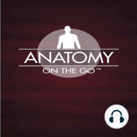 Episode 56 - Upper Limb Bones...Reboot and Retool