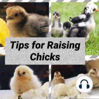 What to not feed your chicks