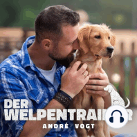 06: „Jetzt knallt’s! – So wird Silvester zum Kinderspiel für deinen Hund!“: Der Welpentrainer - Der Podcast mit André Vogt
