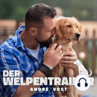 41: Ist mein Hund ein Rüpel - Wie sieht normales Sozialverhalten aus?