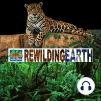 Episode 2: Reed Noss On History of Wilderness Recovery and Rewilding