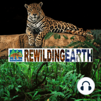 Episode 4: Rewilding Argentina With Conservation Land Trust