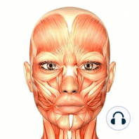 Anatomía del sistema digestivo