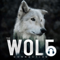 Episode #24 Forrest Galante - 'Extinct or Alive', Conservation & Wolf Connection