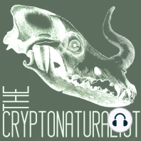 Episode 14: Constellation Turtle