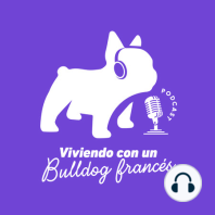 Buscando un Bulldog Francés en Ecuador