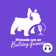 Hoy con Leilani Valencia: Mi bulldog francés ? está certificado clínicamente como mascota de terapia