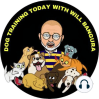 #1 PET TALK TODAY with Will Bangura: Episode 1: Dog Training, Cat Training, Pet Health, and Well-being with Will Bangura: Dogs Cats and the Dangers of Fireworks to Pets and How to Keep Them Safe.