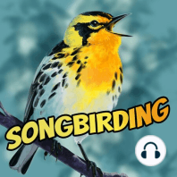 S2E2 - Scarlet Tanager, a.k.a. the Sore-throated Robin