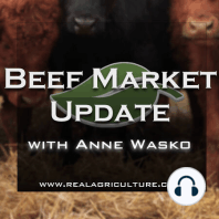 Beef Market Update: Fed cattle price declines, as feeder and calf prices hold strong