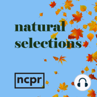 Natural Selections: The shorter winged Cliff Swallows prevail