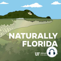 (Part 2) Florida's Most Recognizable Reptile: the American Alligator