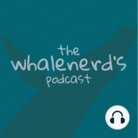 Episode 26 - Killer whale sightings & thoughts on swimming with wild cetaceans