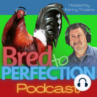 The Live Show Ep42 - Crossbreeding Pros and Cons