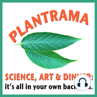 006 - Dish Gardens, Seed Viability and Insects - Plantrama - plants, landscapes, & bringing nature indoors