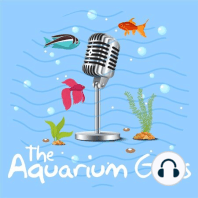 #39 – The Aquarium Guys Get OVERTAKEN!