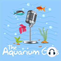 #57 – Aquascaping with a Dash of Inspiration