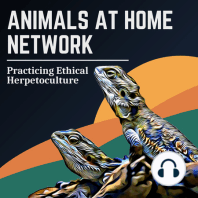 80: Ethically Importing Exotic Reptiles | Ashley Dezan