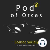 4. Orca sound & human noise, with Rob Williams