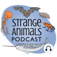 Episode 293: Bat-Winged Dinosaurs and an Actual Bat