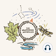 Episode 43 - The Rivers that Shape Us… The Mississippi, Dams, and Birds
