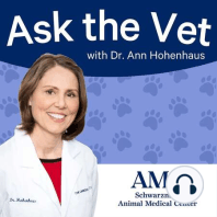 4. New Pets 101 with Dr. Heather Brausa, Head of Primary Care at the Animal Medical Center