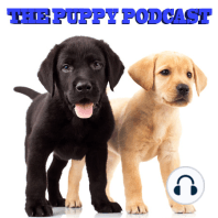 The Puppy Podcast #2