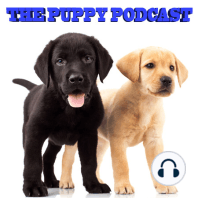 The Puppy Podcast #28