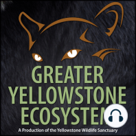 Episode 11: Coyotes