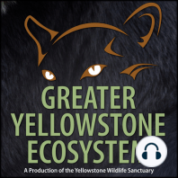 Episode 27: Red-Tailed Hawks