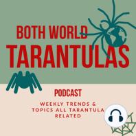Top5 Baboon Tarantulas & Brachypelma Talk