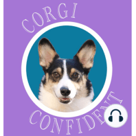 Wiggle Butt Wednesday: Corgi Puppy Desensitization