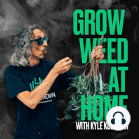 Topping your Autos and Creating Cannabis Content with Basement Autoflowers