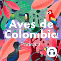 AVES DE COLOMBIA Episodio 1