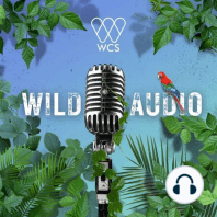 WCS Wild Audio Introduces "Going Wild with Dr. Rae Wynn-Grant"